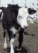 Started Calves - fully vaccinated